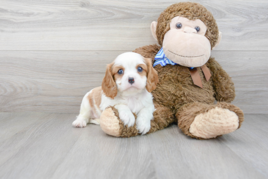 Popular Cavalier King Charles Spaniel Baby