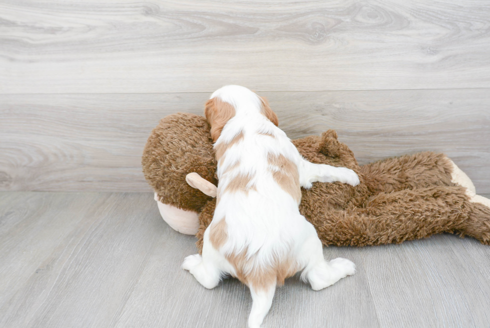 Best Cavalier King Charles Spaniel Baby