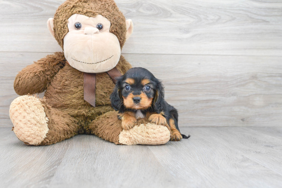 Cavalier King Charles Spaniel Pup Being Cute