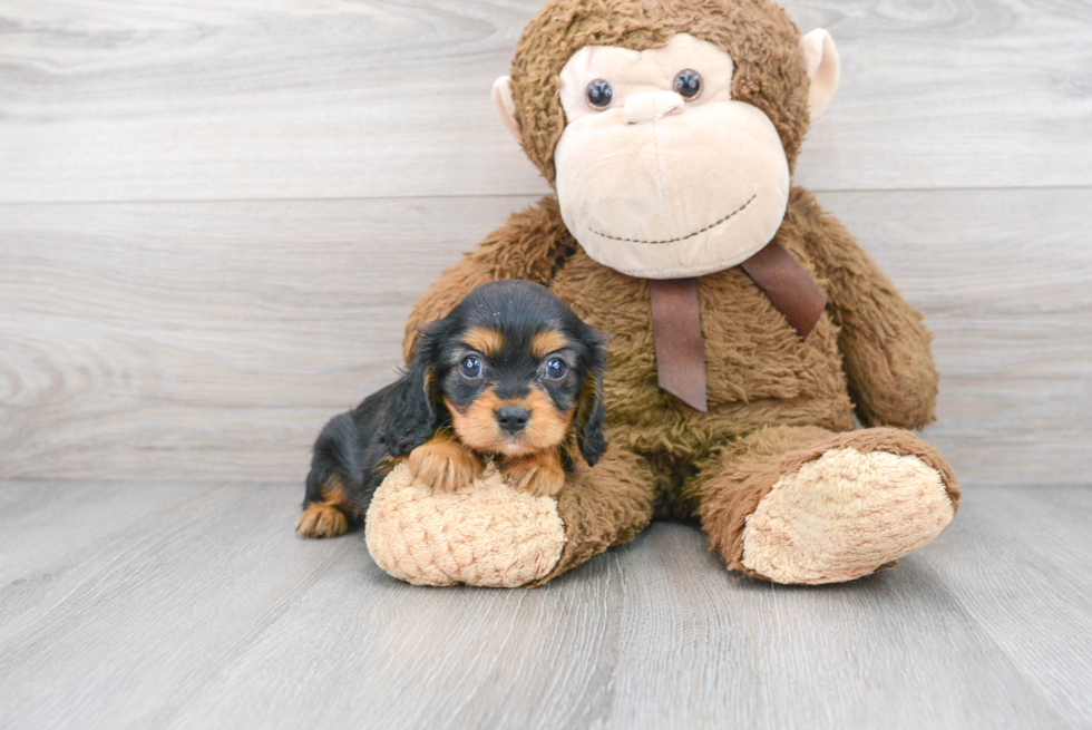 Cavalier King Charles Spaniel Puppy for Adoption