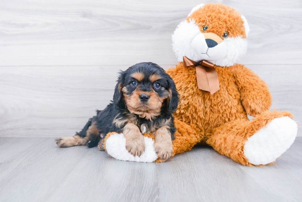 Cavalier King Charles Spaniel Pup Being Cute