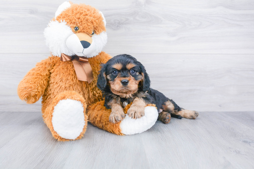 Popular Cavalier King Charles Spaniel Purebred Pup