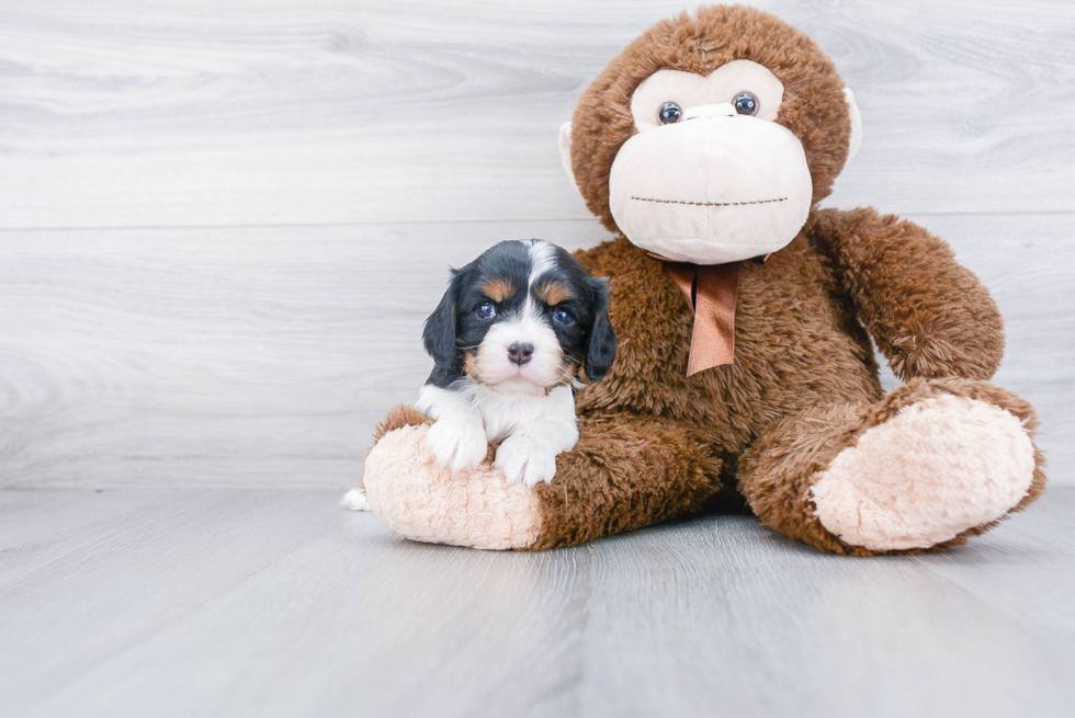 Petite Cavalier King Charles Spaniel Purebred Puppy