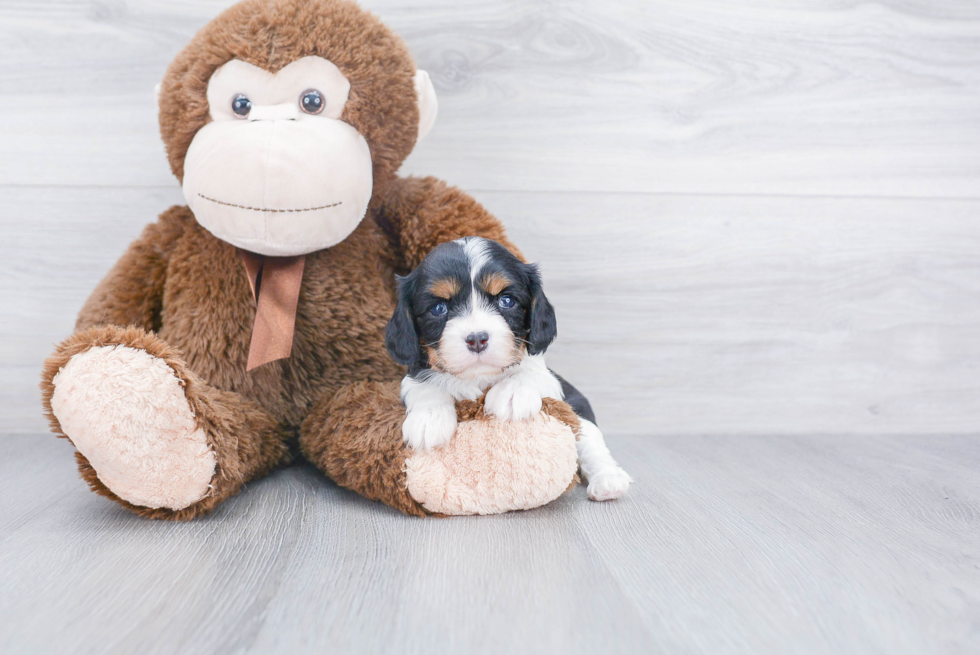 Little Cavalier King Charles Spaniel Baby