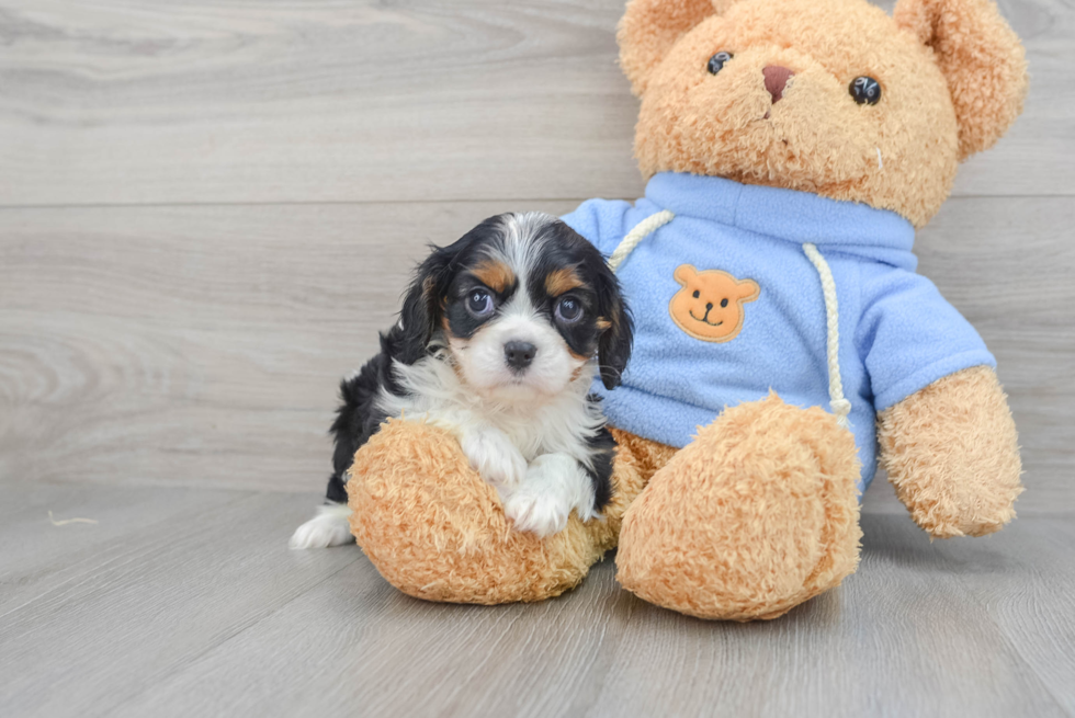 Fluffy Cavalier King Charles Spaniel Purebred Puppy