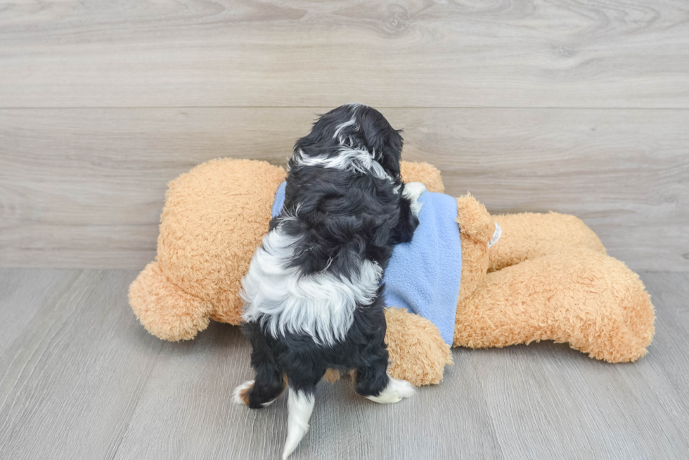 Cavalier King Charles Spaniel Pup Being Cute