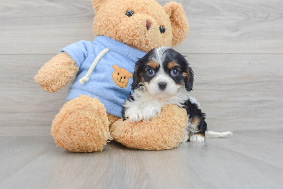 Best Cavalier King Charles Spaniel Baby