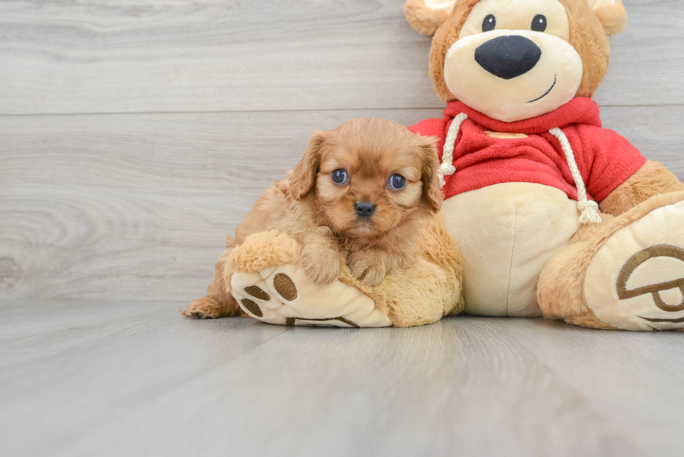 Best Cavalier King Charles Spaniel Baby