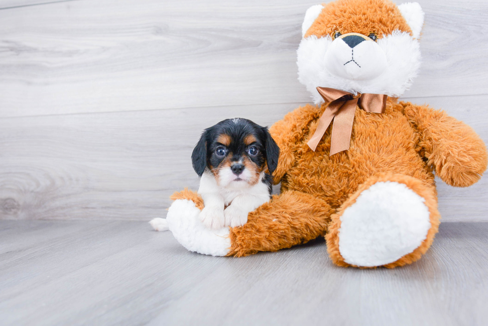 Akc Registered Cavalier King Charles Spaniel Purebred Pup