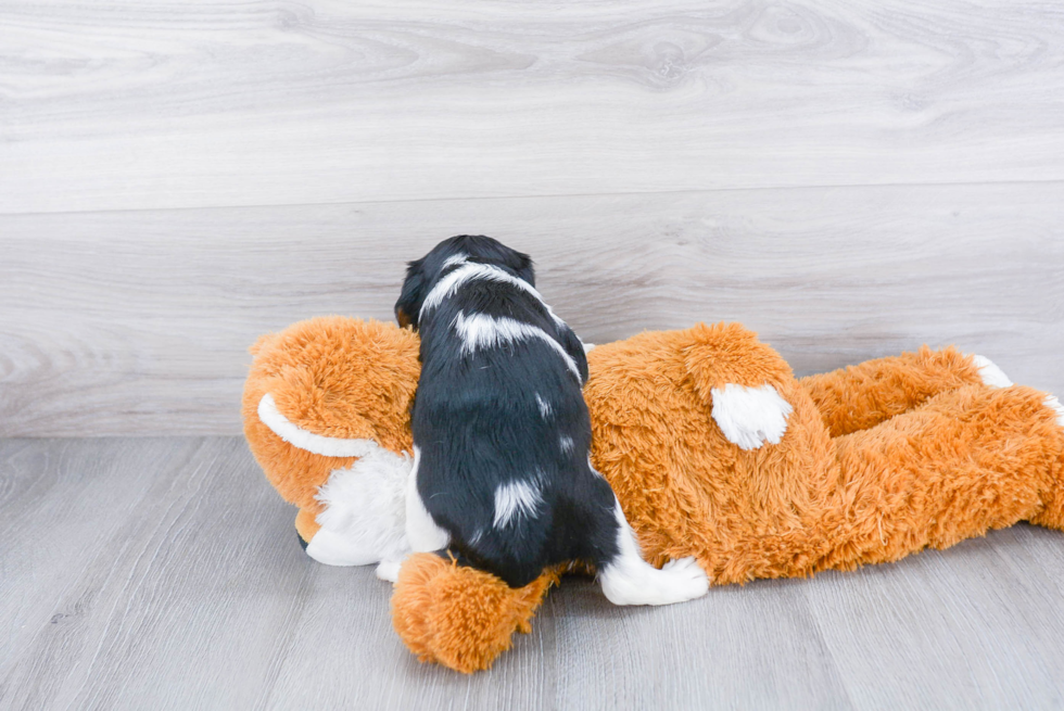 Friendly Cavalier King Charles Spaniel Baby