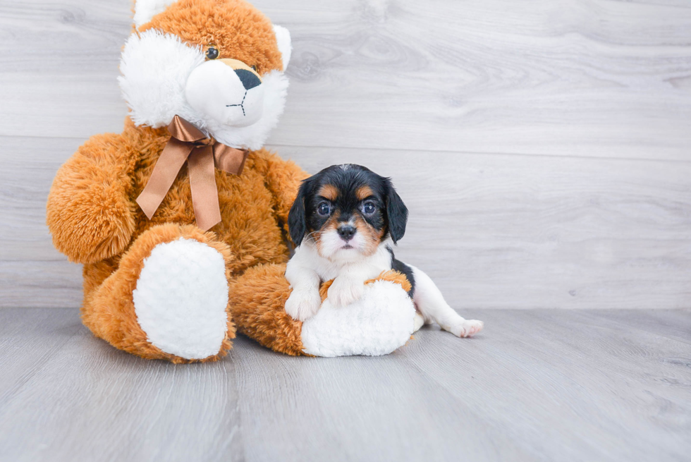 Cavalier King Charles Spaniel Pup Being Cute