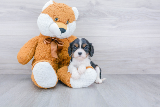 Hypoallergenic Cavalier King Charles Spaniel Baby