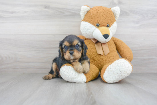 Best Cavalier King Charles Spaniel Baby