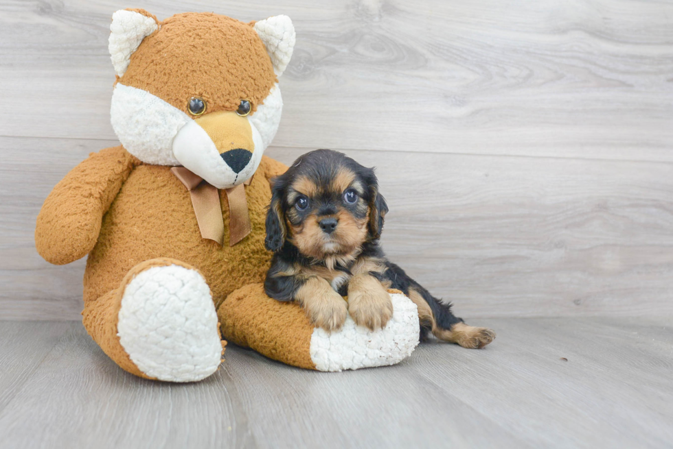 Cavalier King Charles Spaniel Pup Being Cute