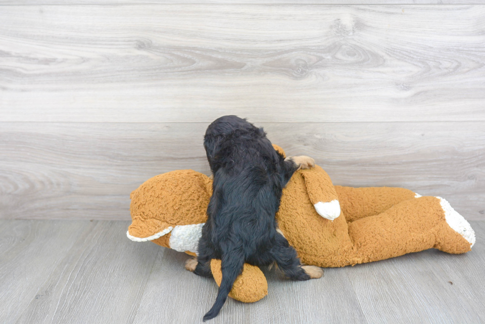 Cavalier King Charles Spaniel Pup Being Cute