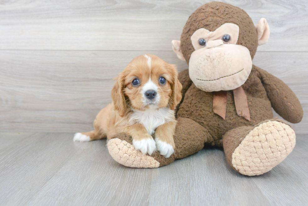 Sweet Cavalier King Charles Spaniel Purebred Puppy