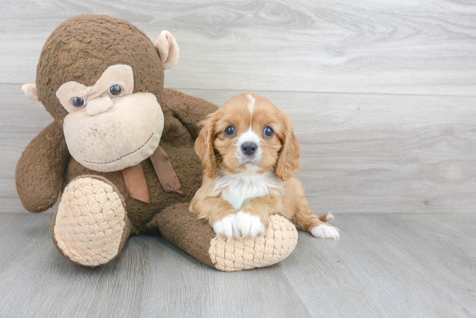 Best Cavalier King Charles Spaniel Baby