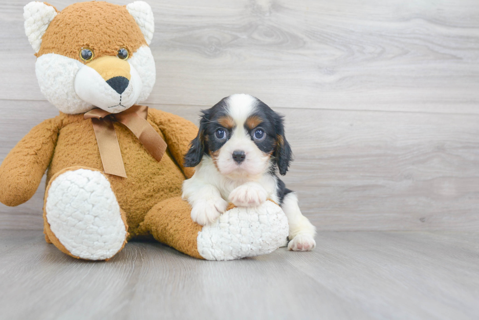 Cavalier King Charles Spaniel Pup Being Cute