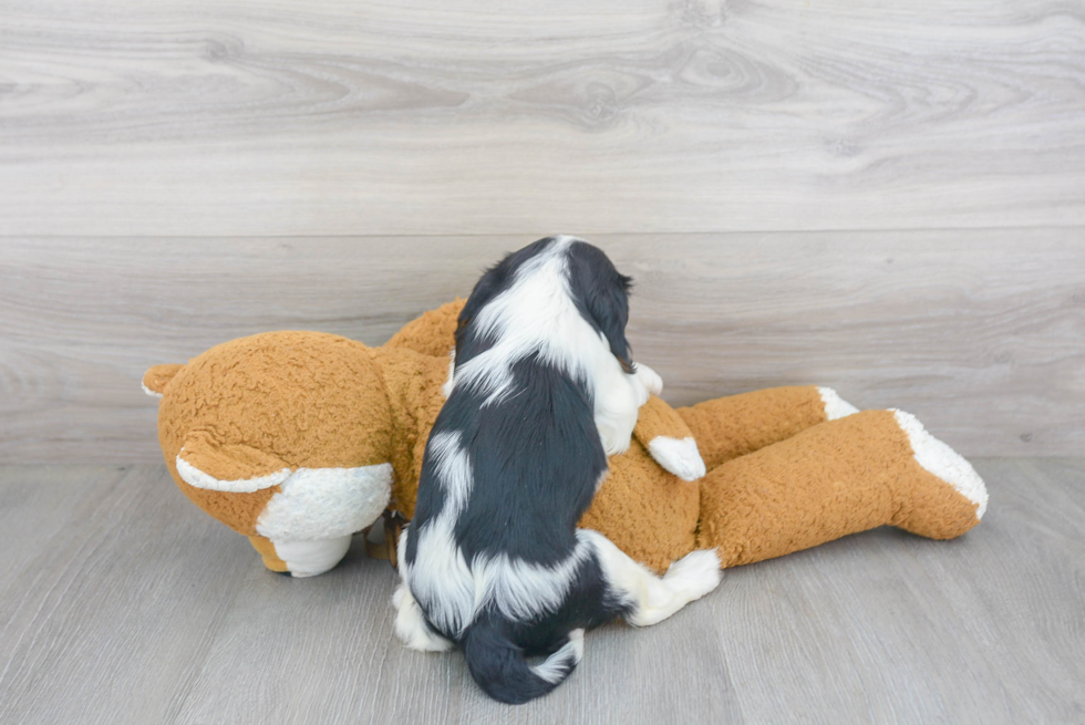 Cavalier King Charles Spaniel Pup Being Cute