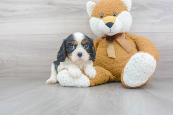 Cavalier King Charles Spaniel Pup Being Cute