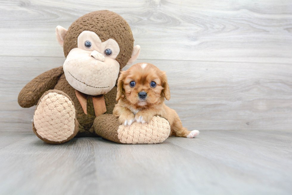 Playful Cavalier King Charles Spaniel Baby