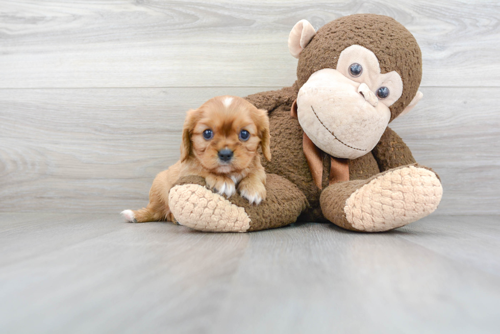 Cavalier King Charles Spaniel Pup Being Cute