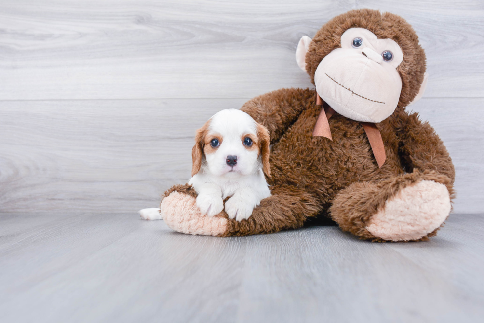 Best Cavalier King Charles Spaniel Baby