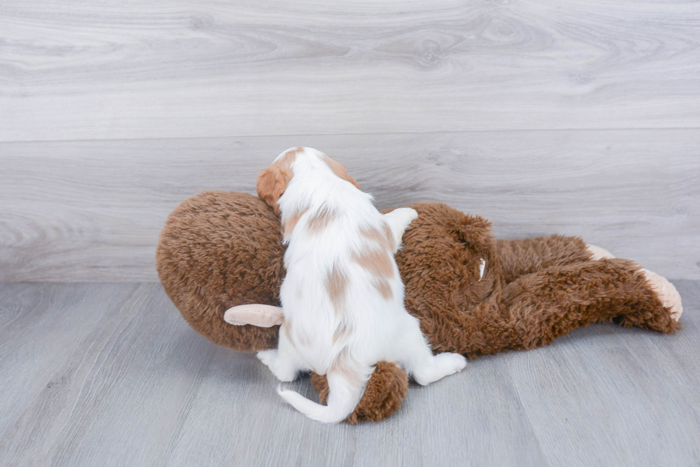 Energetic Cavalier King Charles Spaniel Purebred Puppy