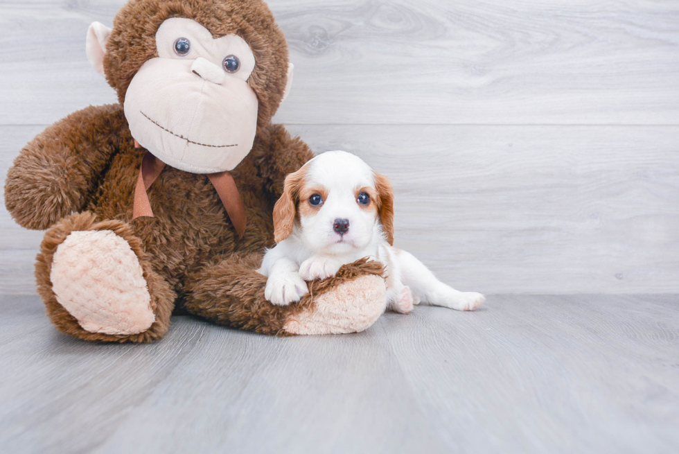 Playful Cavalier King Charles Spaniel Purebred Pup