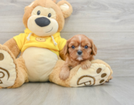 5 week old Cavalier King Charles Spaniel Puppy For Sale - Premier Pups