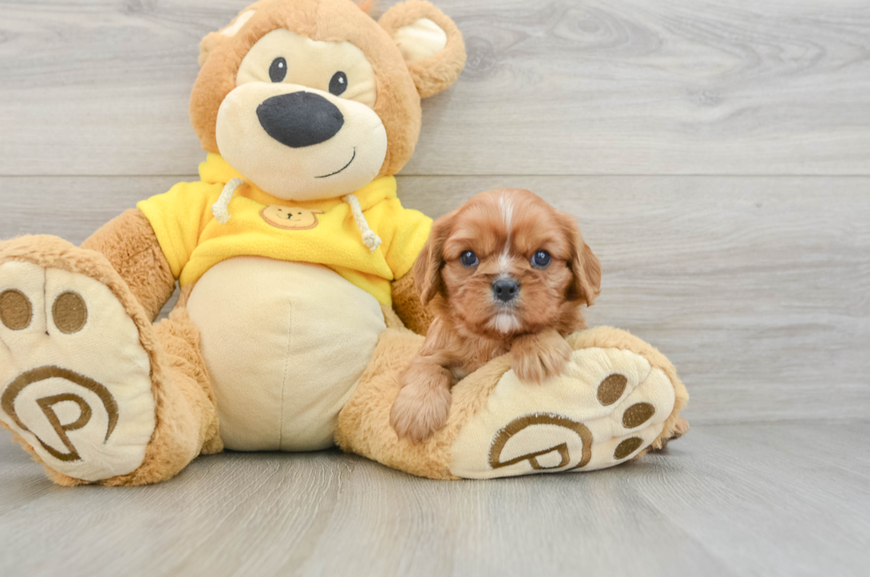 6 week old Cavalier King Charles Spaniel Puppy For Sale - Premier Pups