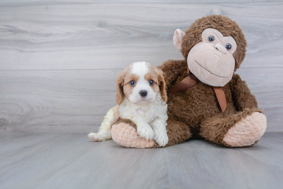 Cavalier King Charles Spaniel Pup Being Cute