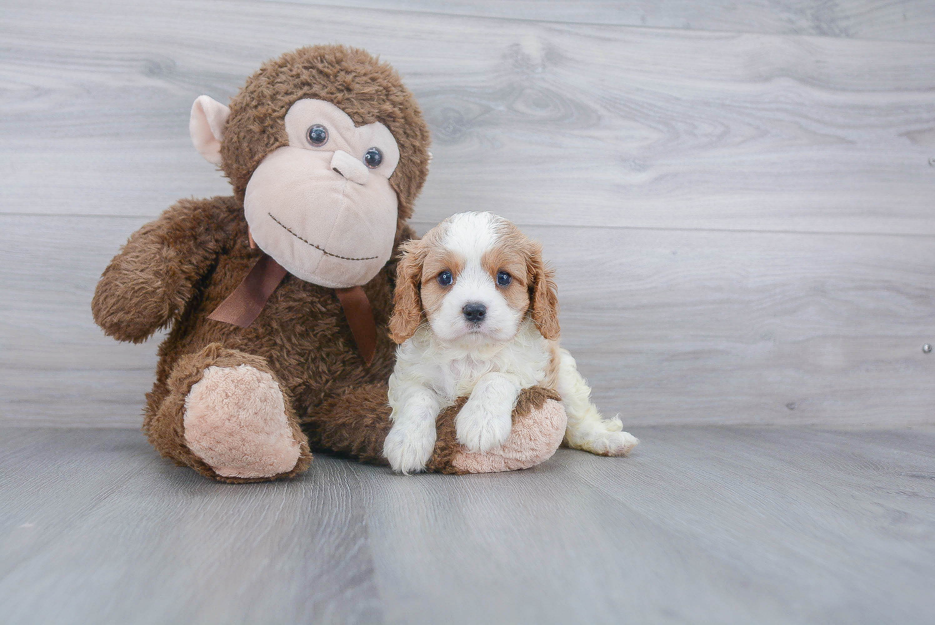 Best Cavalier King Charles Spaniel Baby
