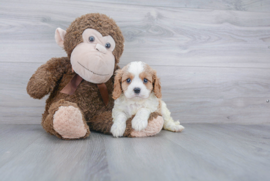 Best Cavalier King Charles Spaniel Baby