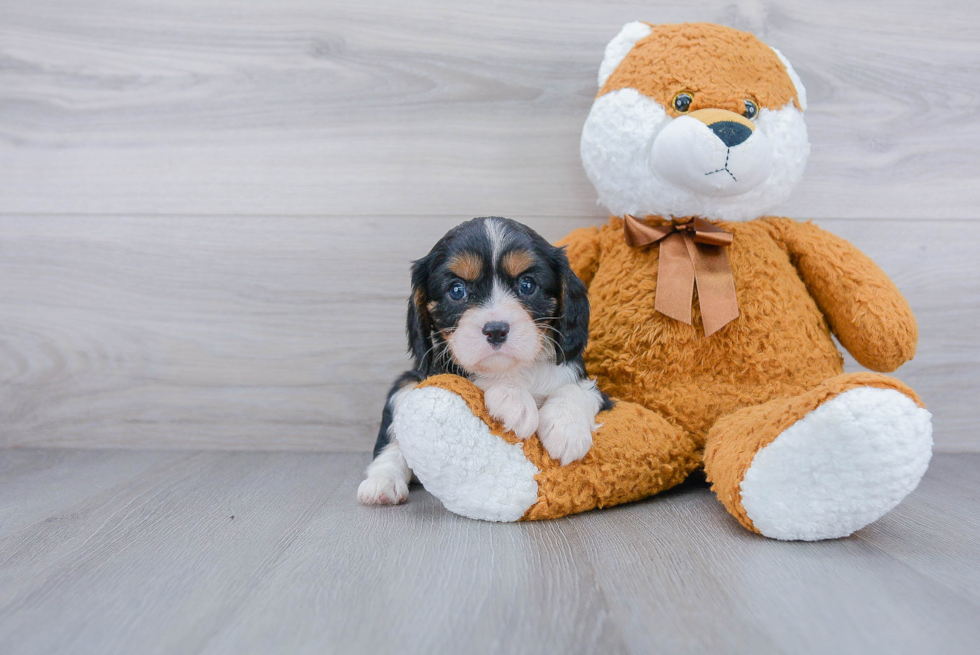 Best Cavalier King Charles Spaniel Baby