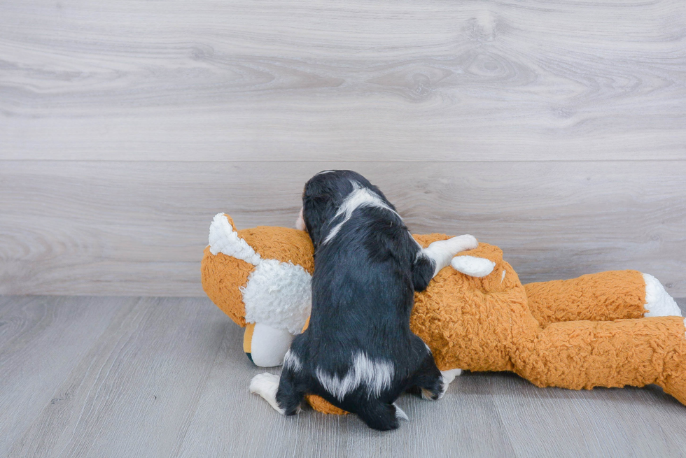 Cavalier King Charles Spaniel Pup Being Cute