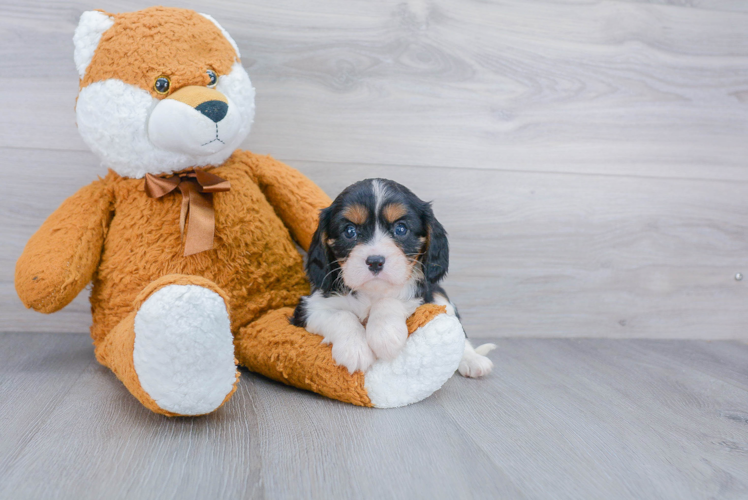 Best Cavalier King Charles Spaniel Baby