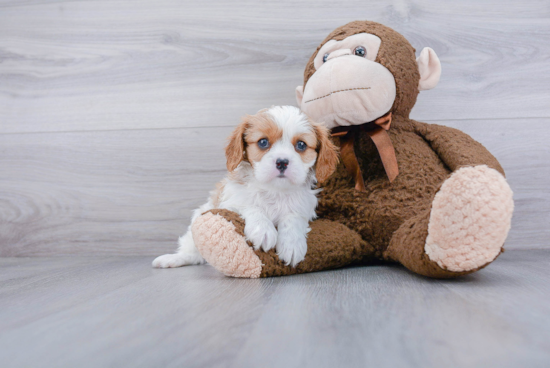 Cavalier King Charles Spaniel Pup Being Cute