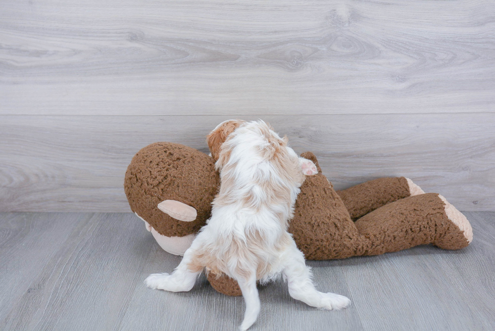 Fluffy Cavalier King Charles Spaniel Purebred Puppy