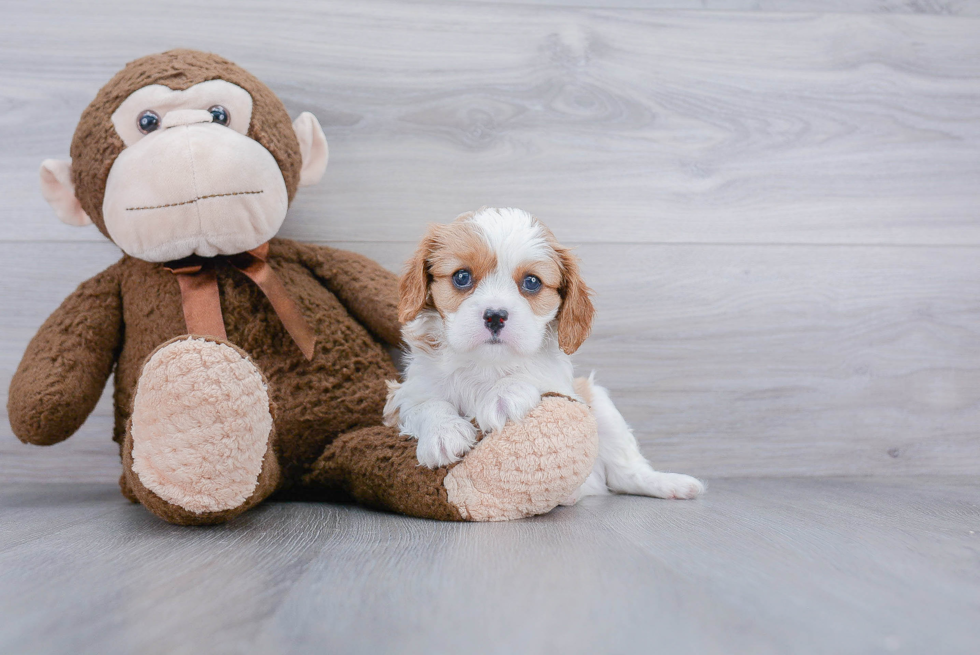 Adorable Cavalier King Charles Spaniel Purebred Puppy