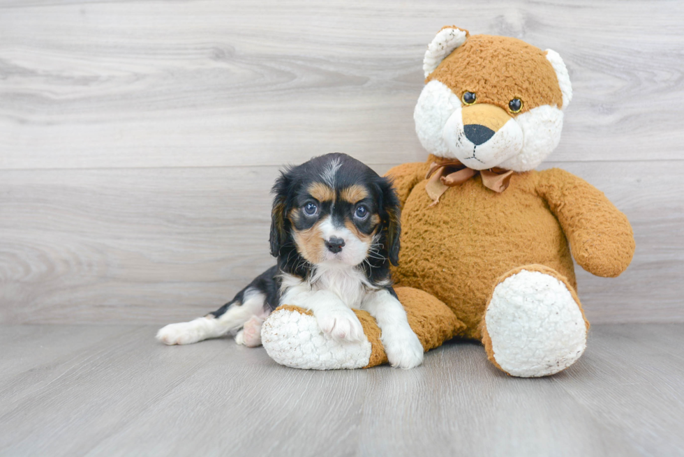 Best Cavalier King Charles Spaniel Baby