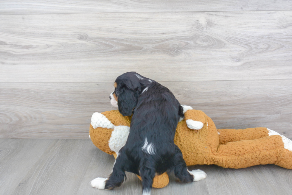 Adorable Cavalier King Charles Spaniel Purebred Puppy