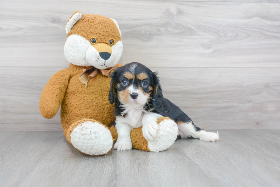 Cavalier King Charles Spaniel Puppy for Adoption