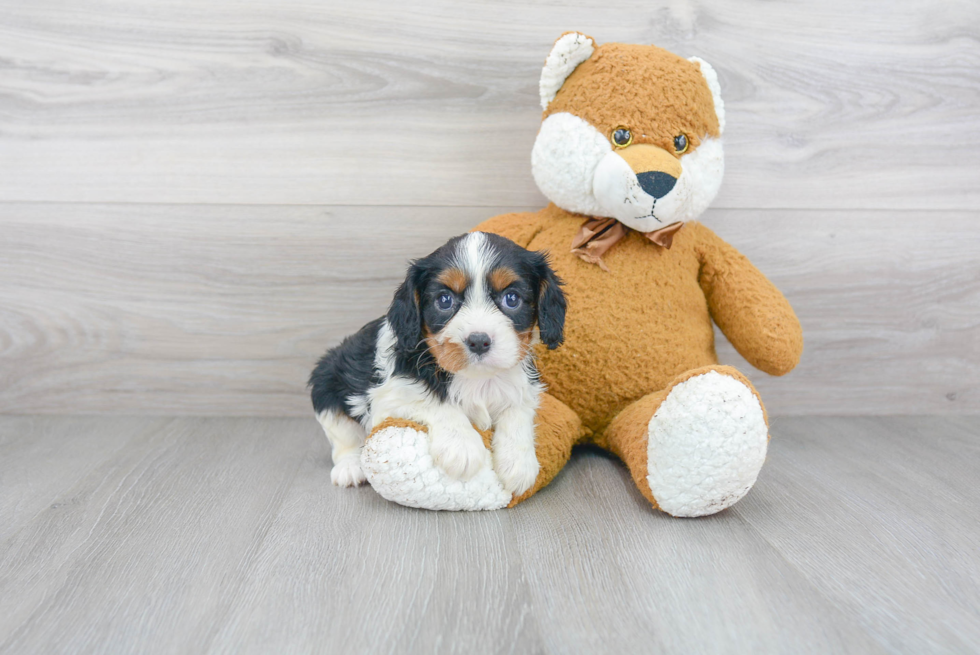 Popular Cavalier King Charles Spaniel Purebred Pup