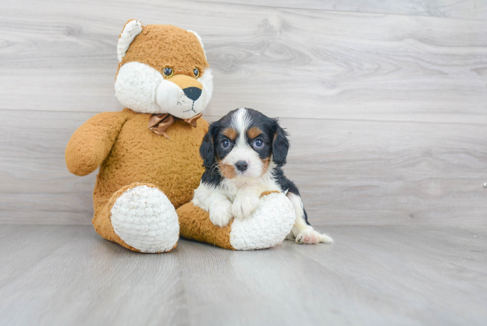 Cavalier King Charles Spaniel Pup Being Cute