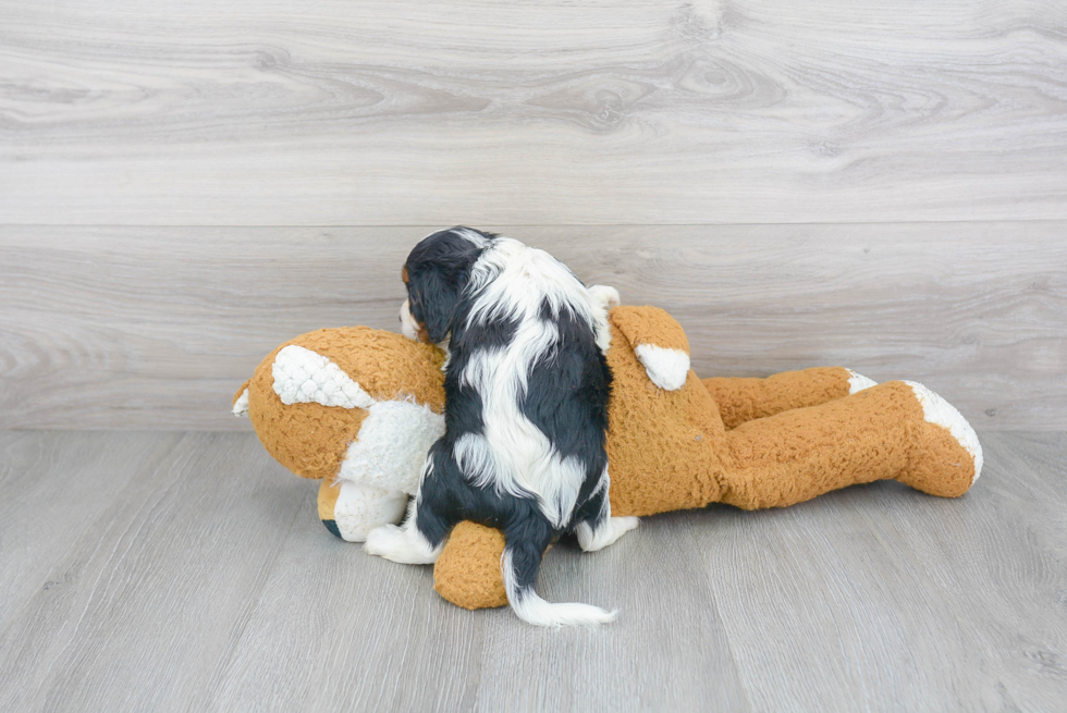 Funny Cavalier King Charles Spaniel Baby