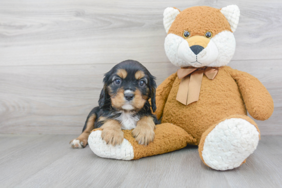 Best Cavalier King Charles Spaniel Baby