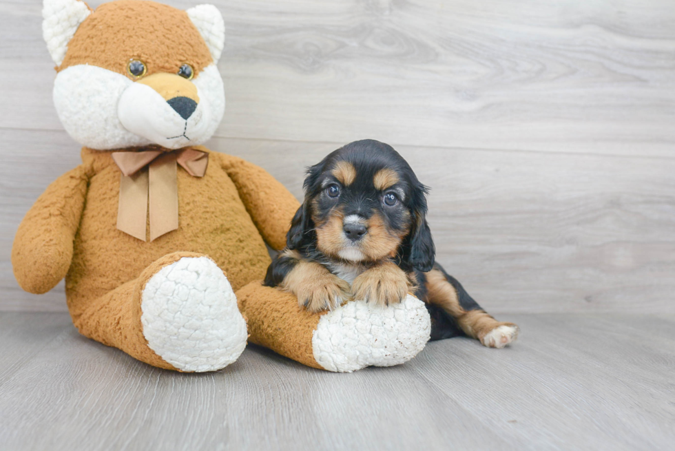 Fluffy Cavalier King Charles Spaniel Purebred Puppy