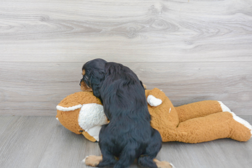 Fluffy Cavalier King Charles Spaniel Purebred Puppy