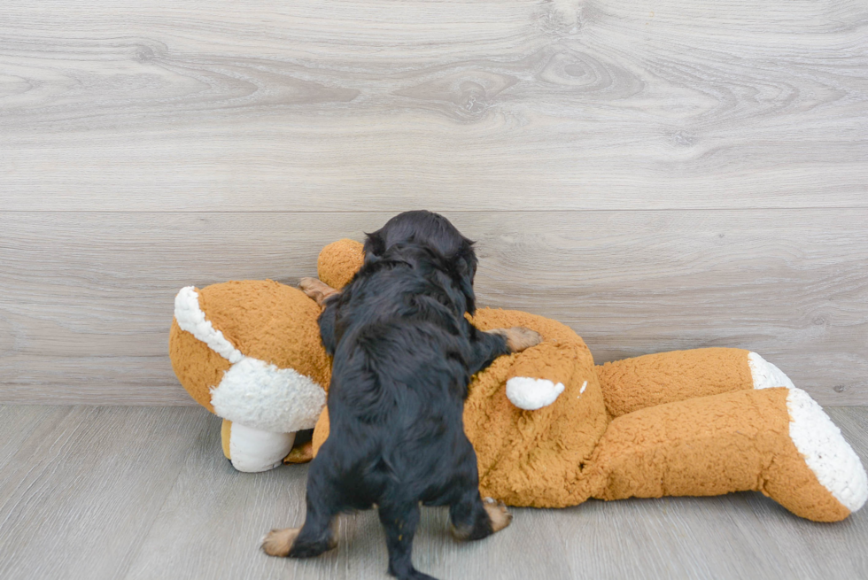 Cavalier King Charles Spaniel Puppy for Adoption